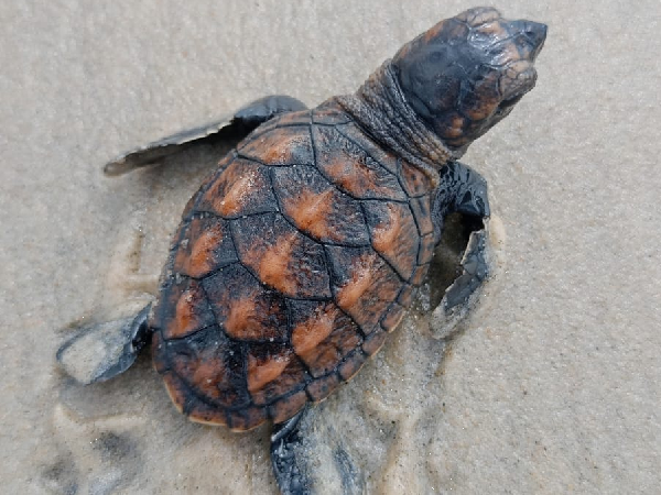 Prefeitura de Caucaia registra o nascimento de quase 600 filhotes de tartaruga marinha em apenas um dia
