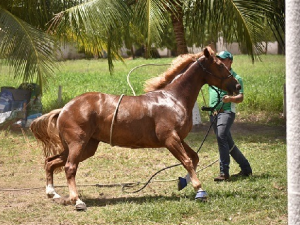 Prefeitura de Caucaia realiza curso gratuito de rédeas animal para pequenos produtores